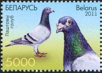 Carrier Pigeon (Columba livia forma domestica)