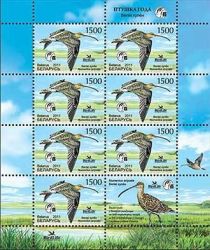 Eurasian Curlew (Numenius arquata)