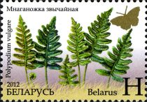 Common Polypody (Polypodium vulgare)