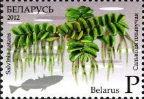 Floating Fern (Salvinia natans)