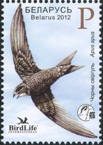 Common Swift (Apus apus)