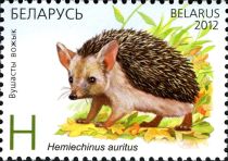 Common Long-eared Hedgehog (Hemiechinus auritus)