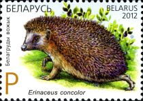 Northern White-breasted Hedgehog (Erinaceus concolor)