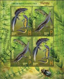 Fauna of Belarus - Newts (2012)