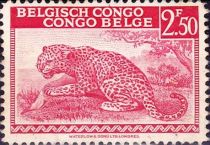 Leopard (Panthera pardus) - bilingual Priority Dutch