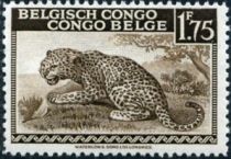 Leopard (Panthera pardus) - bilingual Priority Dutch