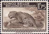 Leopard (Panthera pardus) - bilingual Priority French