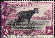 Okapi (Okapia johnstoni) - bilingual Priority French