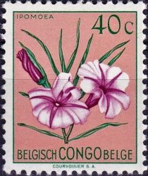 Ipomoea filicaulis