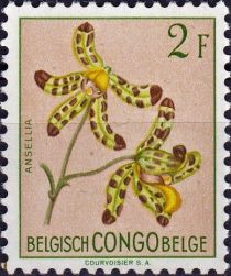 Leopard Orchid (Ansellia africana)