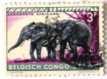 African Bush Elephants (Loxodonta africana)