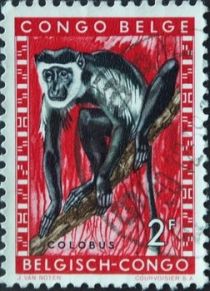 Mantled Guereza (Colobus guereza)