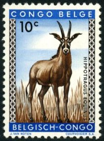 Roan Antelope (Hippotragus equinus)