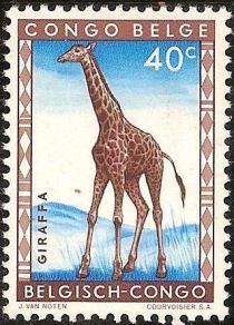 Northern Giraffe (Giraffa camelopardalis)