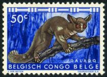 Brown Greater Galago (Otolemur crassicaudatus)