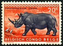 White Rhinoceros (Ceratotherium simum)