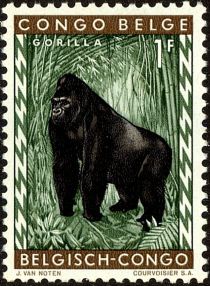 Eastern Gorilla (Gorilla beringei)