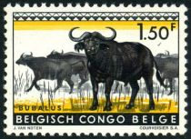 African Buffaloes (Syncerus caffer)