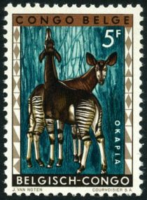 Okapi (Okapia johnstoni)