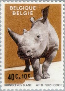 White Rhinoceros (Ceratotherium simum)