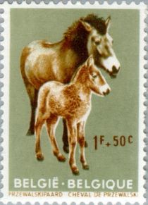 Przewalski's Horse (Equus ferus przewalskii)