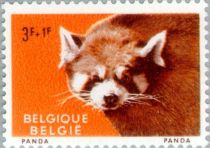 Red Panda (Ailurus fulgens)