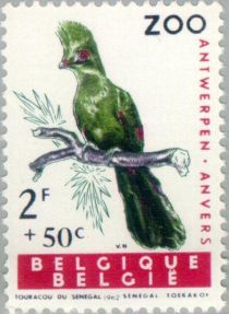 Guinea Turaco (Tauraco persa)