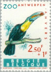 Keel-billed Toucan (Ramphastos sulfuratus)