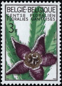 Starfish Flower (Stapelia hirsuta)