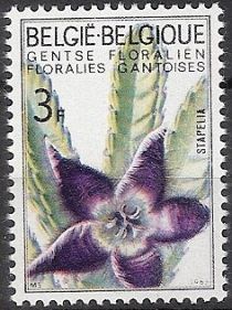 Starfish Flower (Stapelia hirsuta)