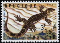 Nile Monitor (Varanus niloticus)