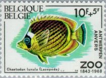 Raccoon Butterflyfish (Chaetodon lunula)