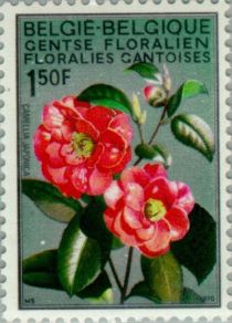 Camelias (Camelia japonica)