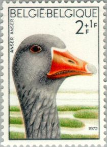 Greylag Goose (Anser anser)