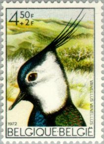 Northern Lapwing (Vanellus vanellus)