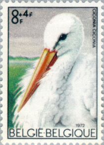 White Stork (Ciconia ciconia)