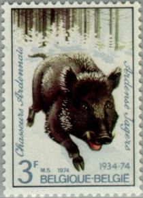 Wild Boar (Sus scrofa)