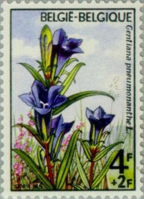 Gentiana pneumonanthe (Marsh Gentian)