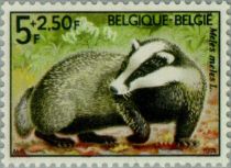 European Badger (Meles meles)