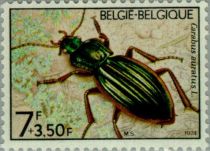 Golden Ground Beetle (Carabus auratus)