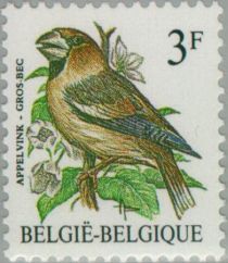 Hawfinch (Coccothraustes coccothraustes)