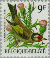 European Goldfinch (Carduelis carduelis)