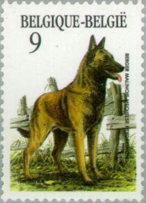 Belgian Shepherd - "Malinois" (Canis lupus familiaris)