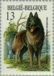 Belgian Shepherd - "Tervuren" (Canis lupus familiaris)