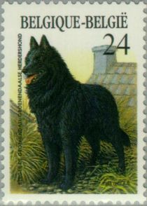 Belgian Shepherd - "Groenendael" (Canis lupus familiaris)