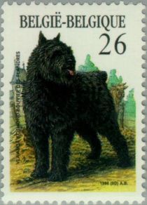 Bouvier des Flandres (Canis lupus familiaris)