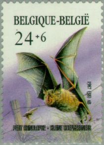 Lesser Horseshoe Bat (Rhinolophus hipposideros)