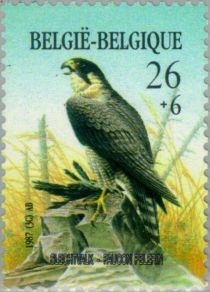 Peregrine Falcon (Falco peregrinus)