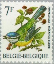 Eurasian Blue Tit (Cyanistes caeruleus)