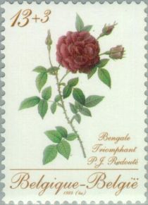 Rose "Bengale Triomphant" by P. J. Redouté (1759-1840)